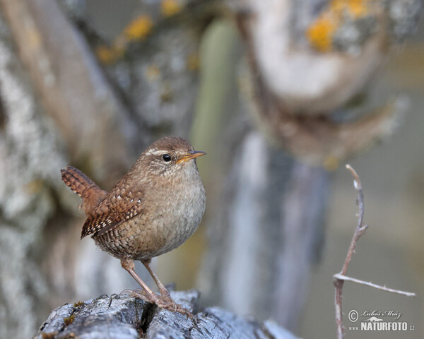 Zaunkönig (Troglodytes troglodytes)