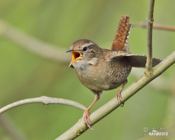 Zaunkönig (Troglodytes troglodytes)