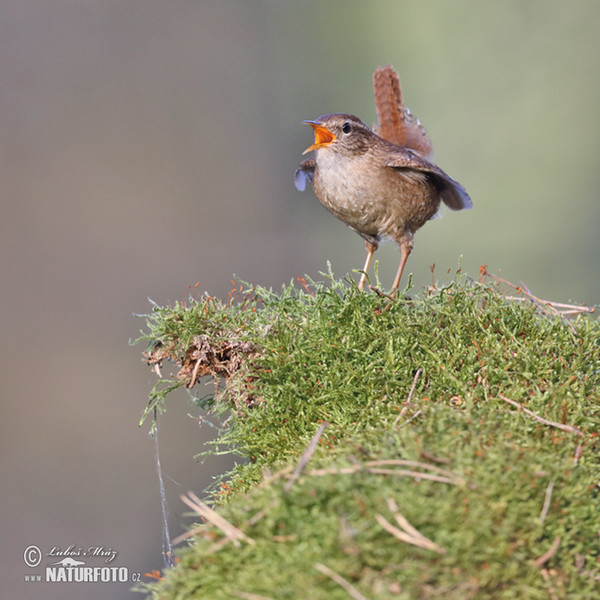 Zaunkönig (Troglodytes troglodytes)