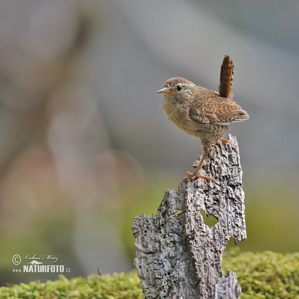 Zaunkönig (Troglodytes troglodytes)