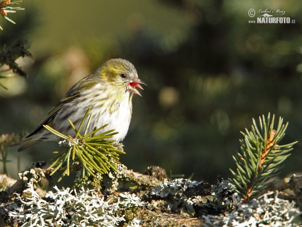 Zeisig (Carduelis spinus)