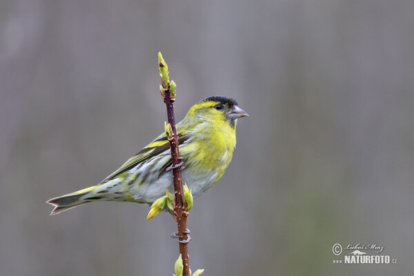 Zeisig (Carduelis spinus)