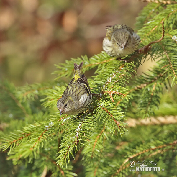 Zeisig (Carduelis spinus)