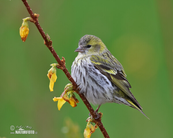 Zeisig (Carduelis spinus)