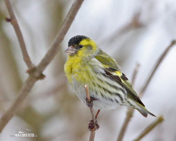 Zeisig (Carduelis spinus)