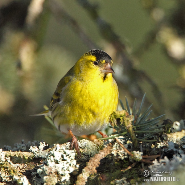 Zeisig (Carduelis spinus)