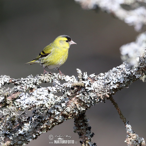 Zeisig (Carduelis spinus)