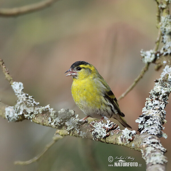 Zeisig (Carduelis spinus)