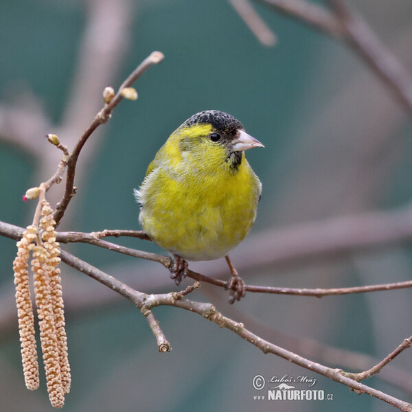 Zeisig (Carduelis spinus)