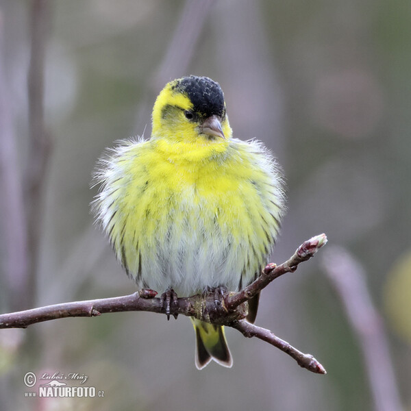 Zeisig (Carduelis spinus)