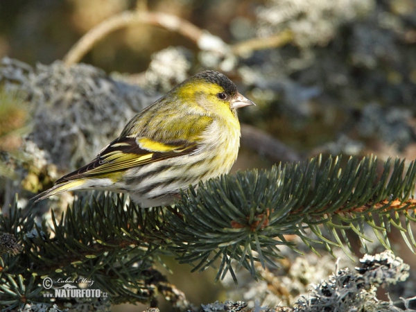 Zeisig (Carduelis spinus)