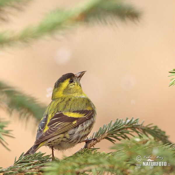 Zeisig (Carduelis spinus)