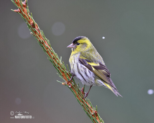 Zeisig (Carduelis spinus)