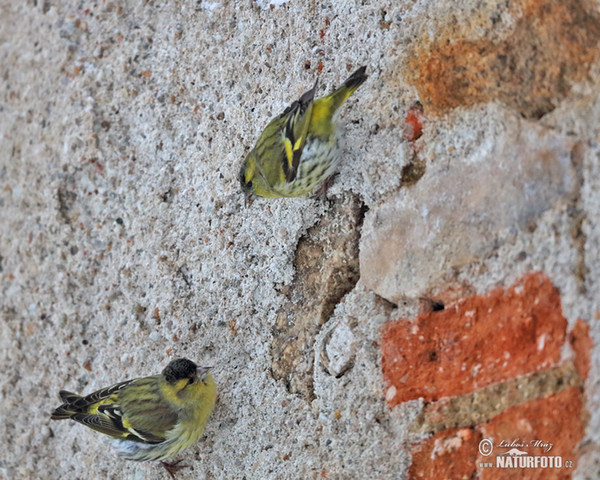 Zeisig (Carduelis spinus)