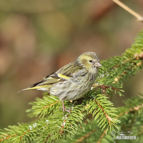 Zeisig (Carduelis spinus)