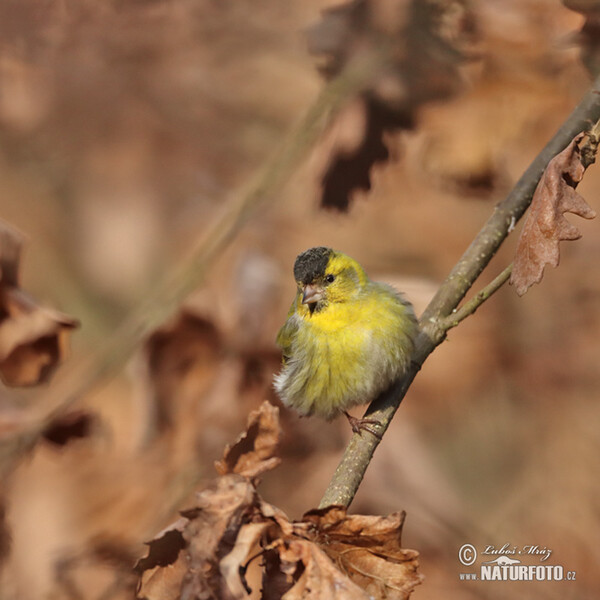 Zeisig (Carduelis spinus)