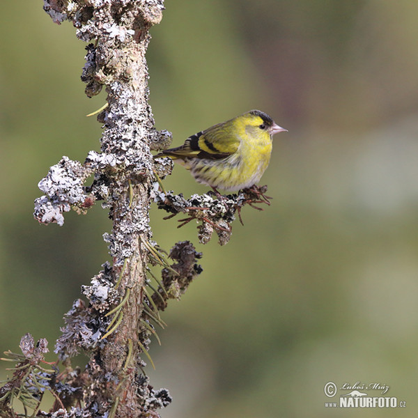 Zeisig (Carduelis spinus)