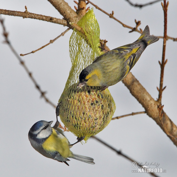 Zeisig (Carduelis spinus)