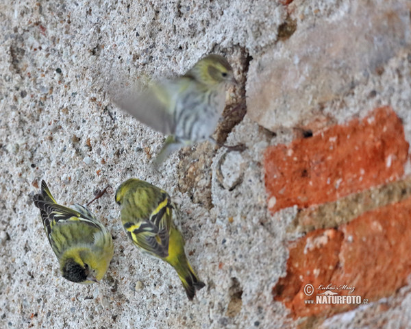 Zeisig (Carduelis spinus)