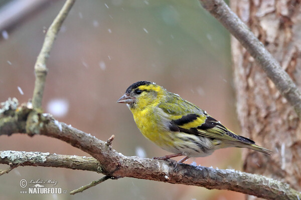 Zeisig (Carduelis spinus)