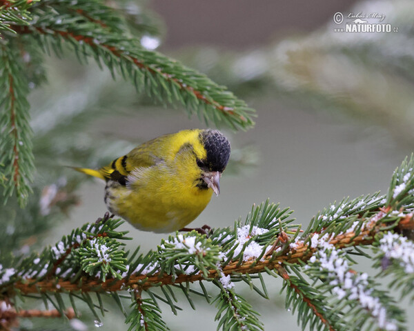 Zeisig (Carduelis spinus)