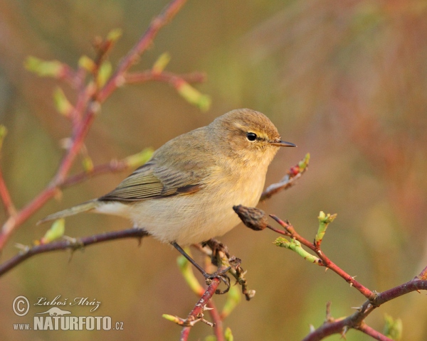 Zilpzalp (Phylloscopus collybita)