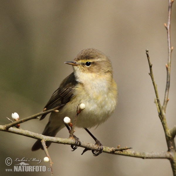 Zilpzalp (Phylloscopus collybita)