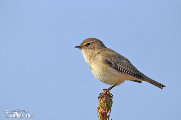 Zilpzalp (Phylloscopus collybita)