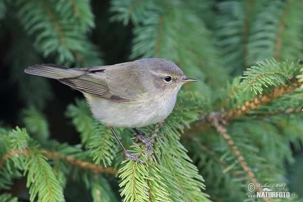 Zilpzalp (Phylloscopus collybita)