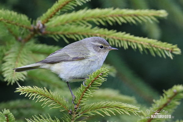 Zilpzalp (Phylloscopus collybita)