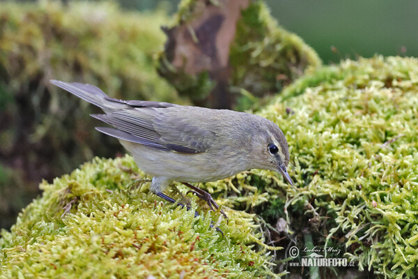 Zilpzalp (Phylloscopus collybita)