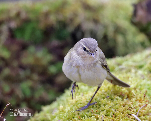 Zilpzalp (Phylloscopus collybita)