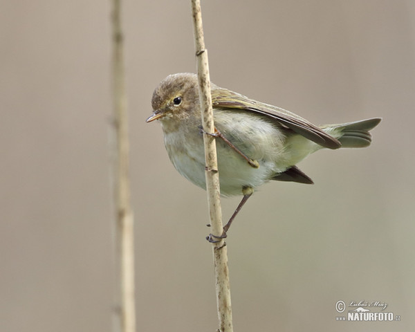 Zilpzalp (Phylloscopus collybita)