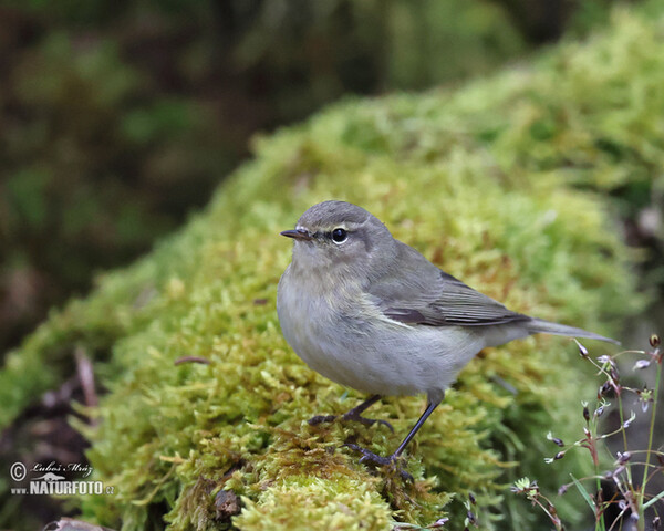 Zilpzalp (Phylloscopus collybita)