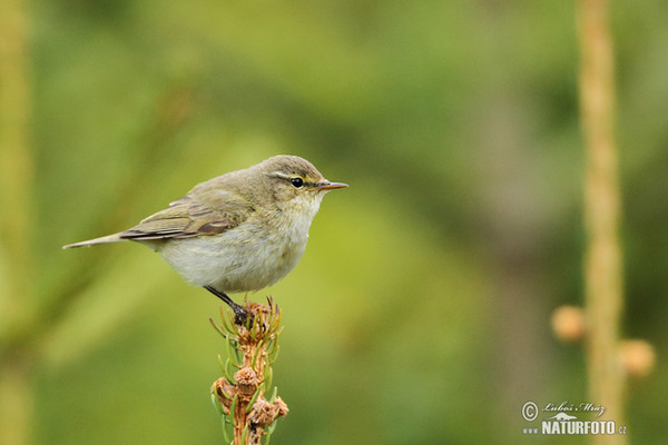 Zilpzalp (Phylloscopus collybita)