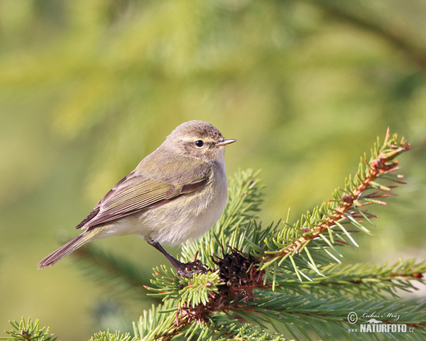 Zilpzalp (Phylloscopus collybita)