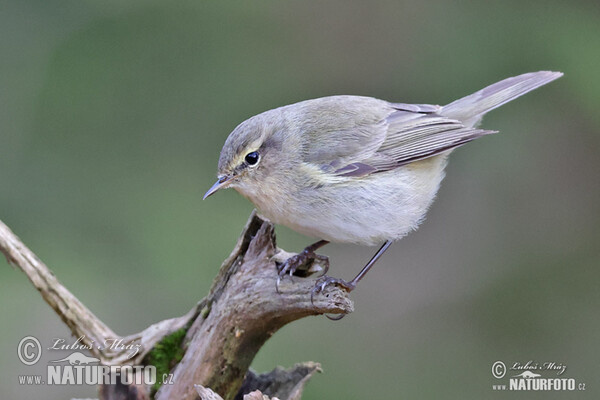 Zilpzalp (Phylloscopus collybita)