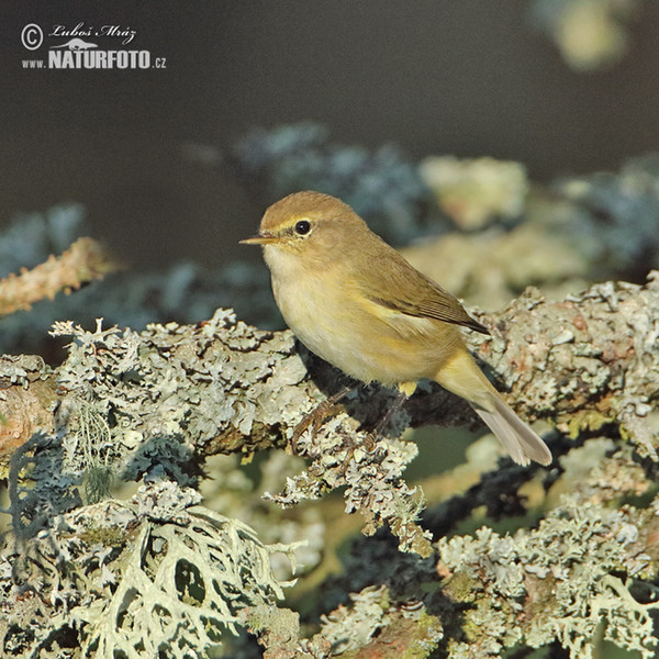 Zilpzalp (Phylloscopus collybita)