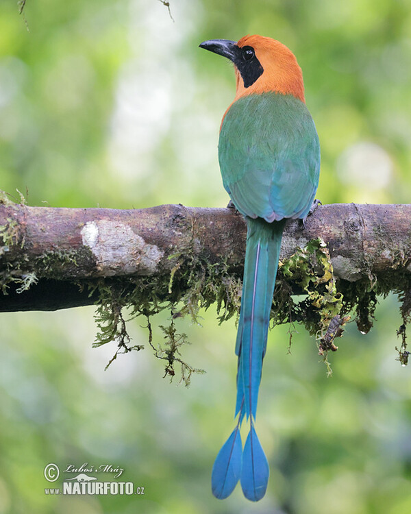 Zimtbrustmotmot (Baryphthengus martii)