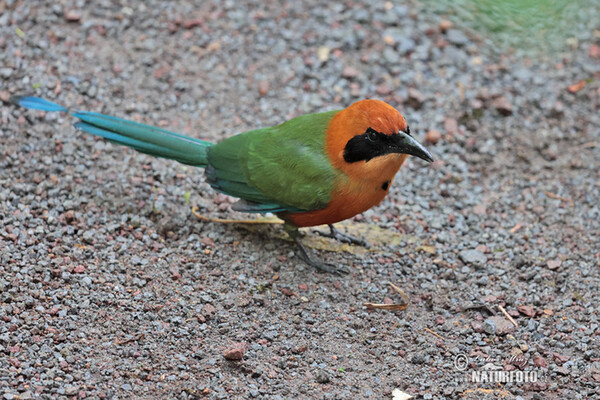 Zimtbrustmotmot (Baryphthengus martii)