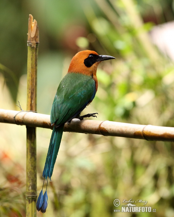 Zimtbrustmotmot (Baryphthengus martii)