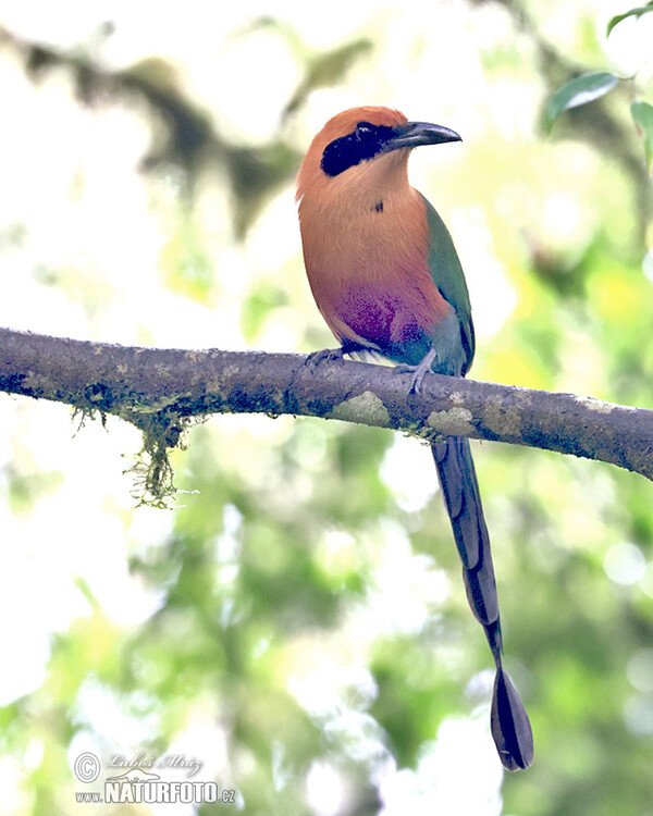 Zimtbrustmotmot (Baryphthengus martii)