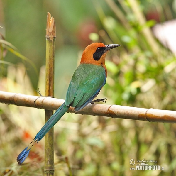 Zimtbrustmotmot (Baryphthengus martii)