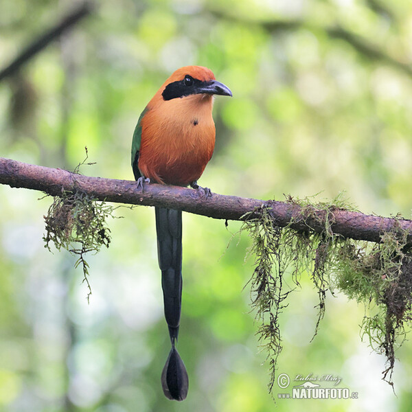 Zimtbrustmotmot (Baryphthengus martii)