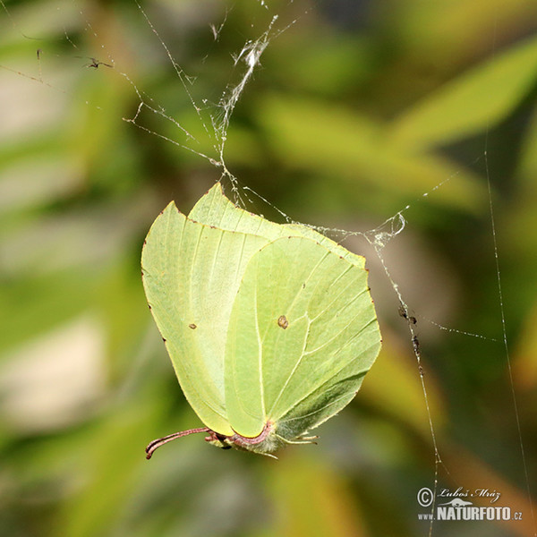 Zitronenfalter (Gonepteryx rhamni)