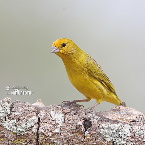 Zitronengilbammer (Sicalis citrina)