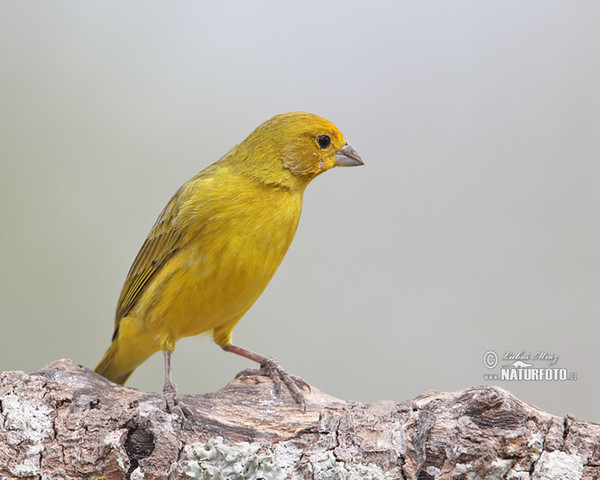 Zitronengilbammer (Sicalis citrina)