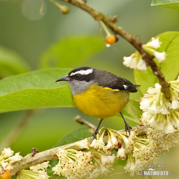 Zuckervogel (Coereba flaveola)