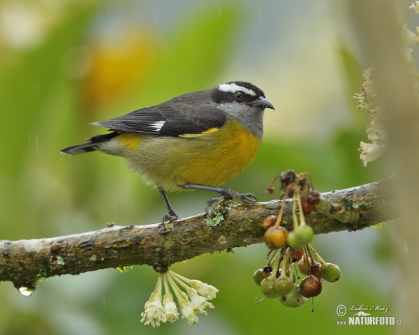 Zuckervogel (Coereba flaveola)