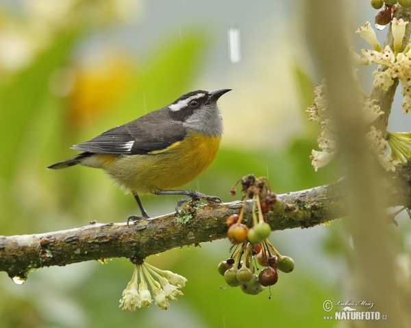 Zuckervogel (Coereba flaveola)